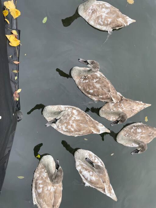 ホテル Comfy Canal Boat In Little Venice For Family & Friends ロンドン エクステリア 写真